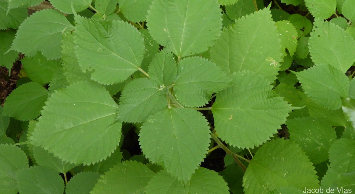 Boehmeria nivea (L.) Gaudich.